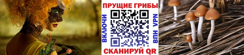 где купить наркотик  Верхний Уфалей  это наркотические препараты  Галлюциногенные грибы Psilocybe 